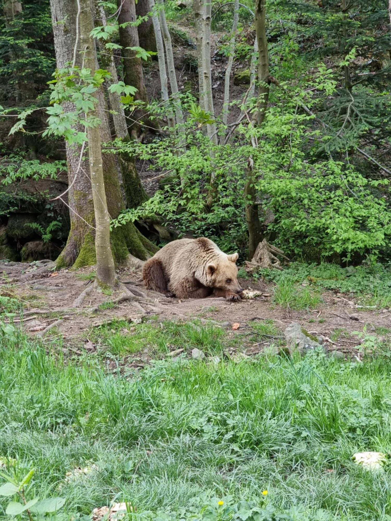 Kurparkhotel Faißt Bad Peterstal-Griesbach Bagian luar foto